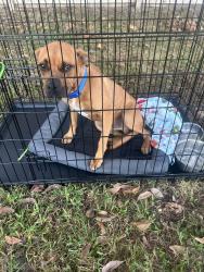 Found/Stray Male Dog last seen Smith Rd, Smithfield, Nc, Usa, Johnston County, NC 27520