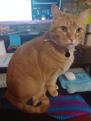 Lost Male Cat last seen Harley shop on Lamar Alexander, big springs road, Maryville, TN 37801