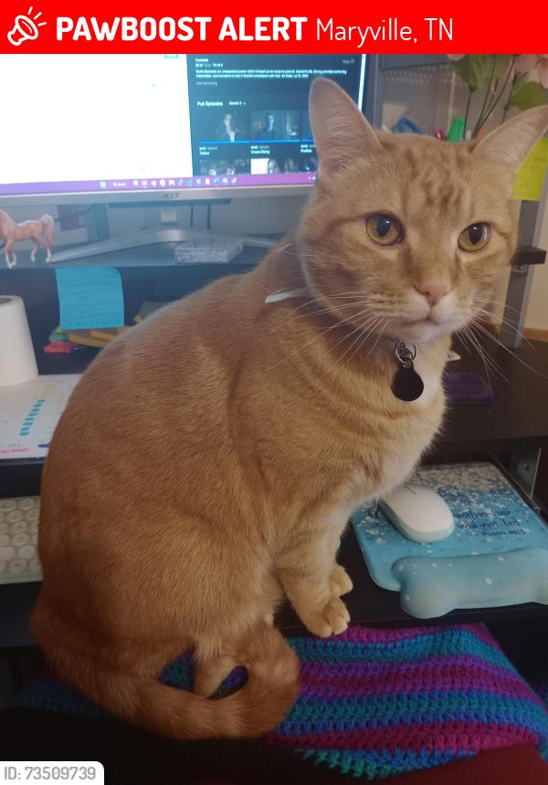 Lost Male Cat last seen Harley shop on Lamar Alexander, big springs road, Maryville, TN 37801