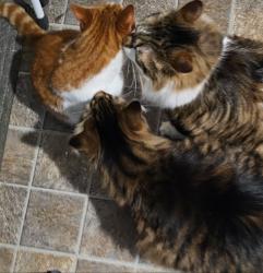 Reunited Female Cat last seen Atherton & Center rd. Or Atherton & Genessee rd., Burton, MI 48519