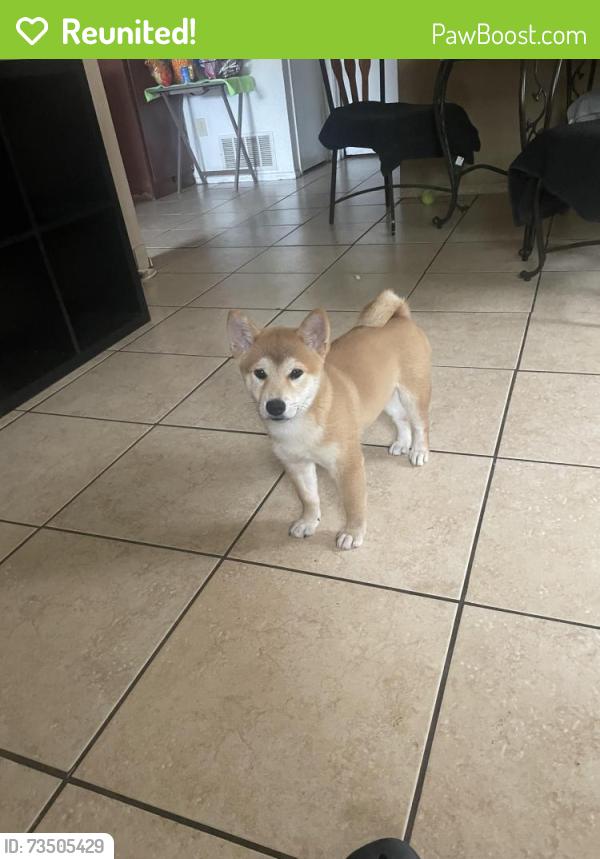 Reunited Male Dog last seen Near s Adams street, Fort Worth, TX 76110