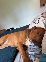 Reunited Male Dog last seen At my front door, Lehigh Acres, FL 33913