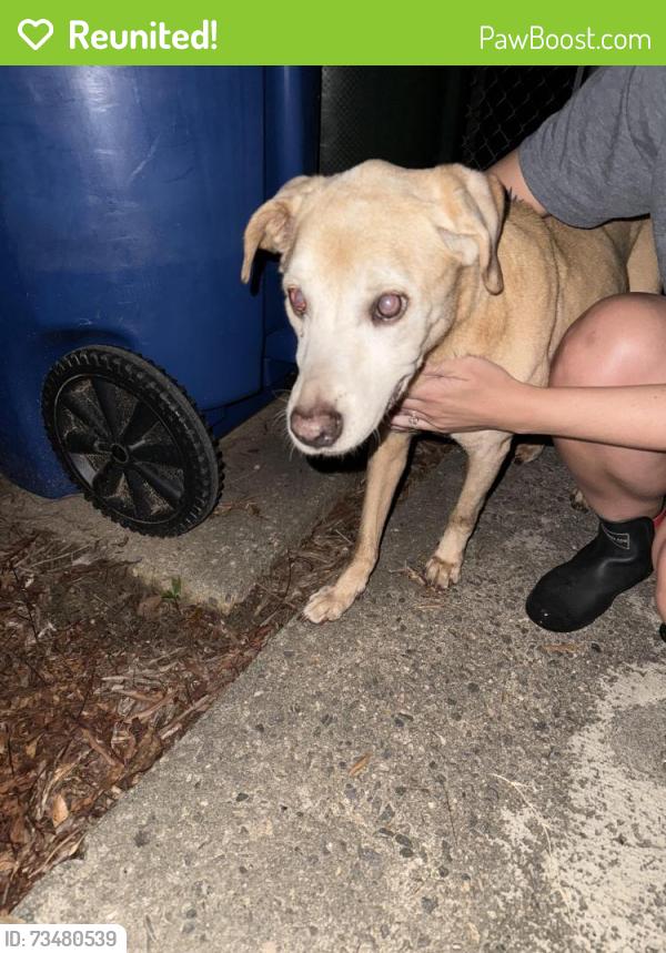 Reunited Female Dog last seen Welford and Sheffield, Raleigh, NC 27610