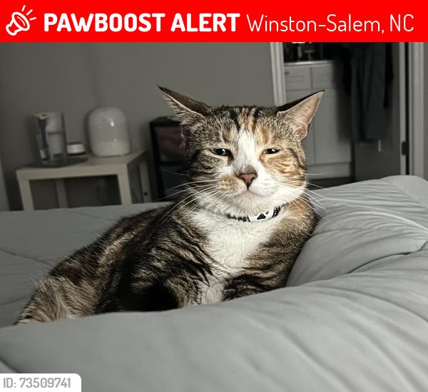 Lost Female Cat last seen Turfwood Drive and Green Turf Court, Winston-Salem, NC 27040