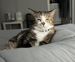 Lost Female Cat last seen Turfwood Drive and Green Turf Court, Winston-Salem, NC 27040