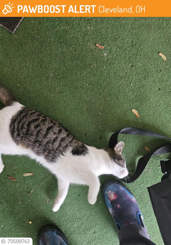 Found/Stray Male Cat last seen Bosworth and linnet, Cleveland, OH 44111
