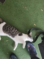 Found/Stray Male Cat last seen Bosworth and linnet, Cleveland, OH 44111