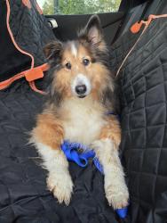 Reunited Male Dog last seen Heritage Ln, SC-14, SC 29650