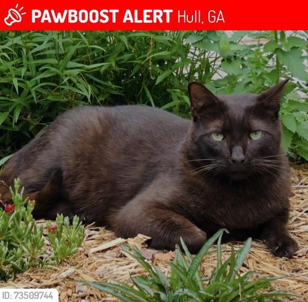 Lost Male Cat last seen Neese-Diamond hill area, Hull, GA 30646