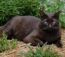 Lost Male Cat last seen Neese-Diamond hill area, Hull, GA 30646