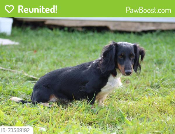 Reunited Female Dog last seen Palmyra bellegrove and clear spring rd, Annville, PA 17003