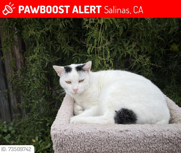 Lost Female Cat last seen Santa Monica Court & Santa Monica Way, Salinas, CA 93901
