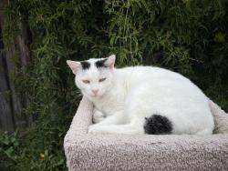 Lost Female Cat last seen Santa Monica Court & Santa Monica Way, Salinas, CA 93901