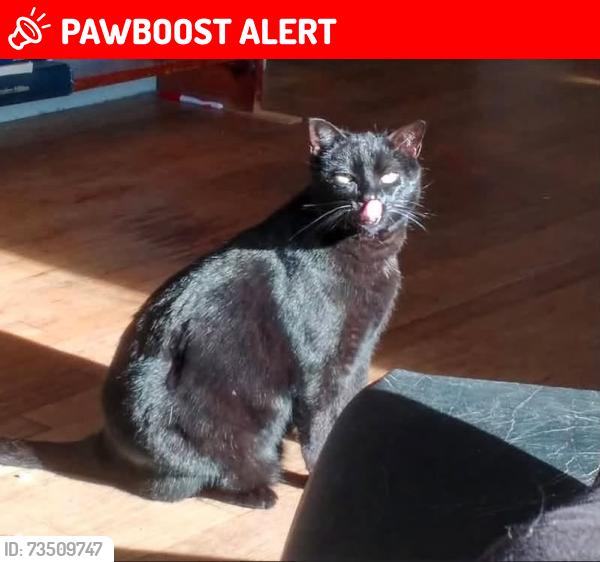 Lost Female Cat last seen Elgin & Scotia, Huntington Woods, MI 48070
