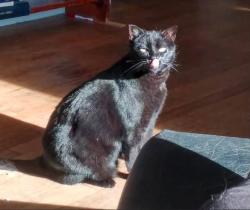 Lost Female Cat last seen Elgin & Scotia, Huntington Woods, MI 48070