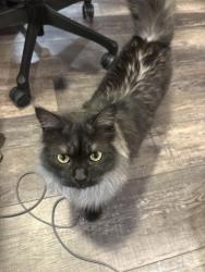 Reunited Male Cat last seen S Magnolia Ct and E Costilla Ave, Centennial, CO 80112