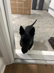 Found/Stray Female Dog last seen Kenilworth St, Sarasota, FL 34231