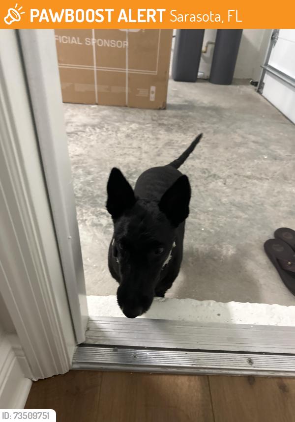 Found/Stray Female Dog last seen Kenilworth St, Sarasota, FL 34231