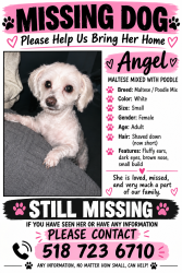 Lost Female Dog last seen Project rd, Troy, NY 12180
