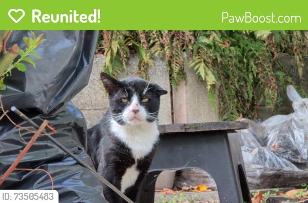 Reunited Male Cat last seen Abbey Road opposite Meat 59, Torbay, England TQ2 5NH