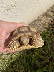 Found/Stray Female Reptile last seen Military Trl and Hypoluxo Rd, Lake Worth Beach, FL 33463