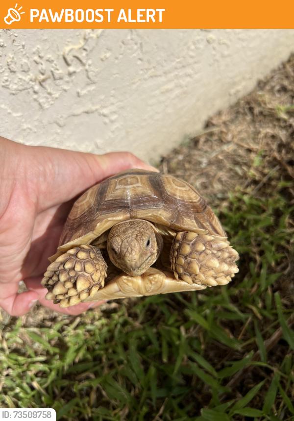 Found/Stray Female Reptile last seen Military Trl and Hypoluxo Rd, Lake Worth Beach, FL 33463