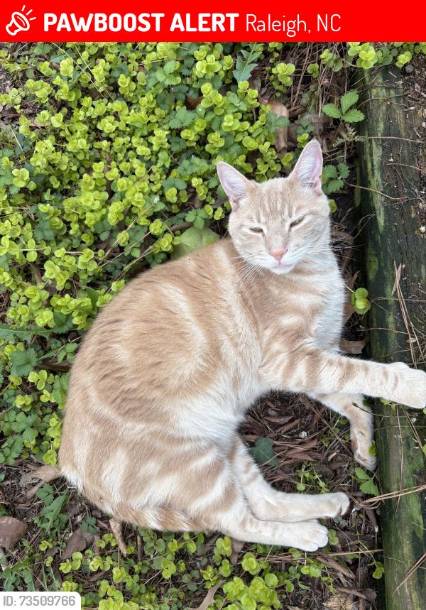 Lost Male Cat last seen Folger St., Raleigh, NC 27604