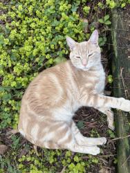 Lost Male Cat last seen Folger St., Raleigh, NC 27604