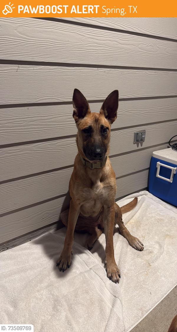 Found/Stray Female Dog last seen Cypresswood drive, Spring, TX 77373