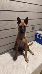 Found/Stray Female Dog last seen Cypresswood drive, Spring, TX 77373