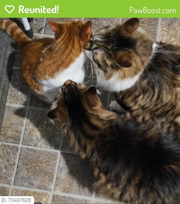 Reunited Female Cat last seen Atherton & Center rd. Or Atherton & Genessee rd., Burton, MI 48519