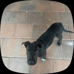 Lost Male Dog last seen Denslow Circle, and Cravens, Houston, TX 77076