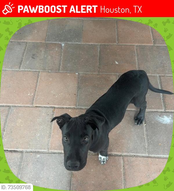 Lost Male Dog last seen Denslow Circle, and Cravens, Houston, TX 77076