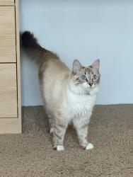 Lost Female Cat last seen Nw 55th st, Gainesville, FL 32607