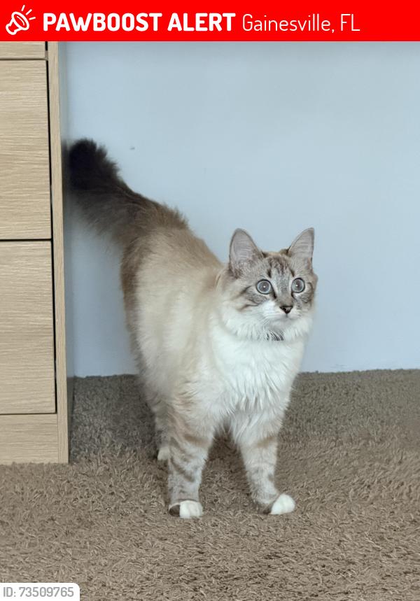 Lost Female Cat last seen Nw 55th st, Gainesville, FL 32607