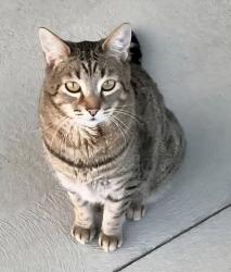 Lost Male Cat last seen County Road 41 & County Road 8 Hudson, Colorado, Weld County, CO 80642