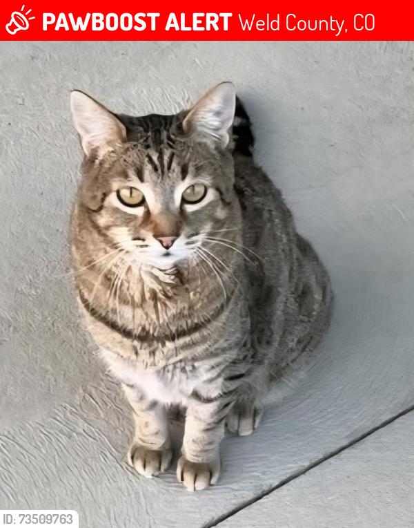 Lost Male Cat last seen County Road 41 & County Road 8 Hudson, Colorado, Weld County, CO 80642