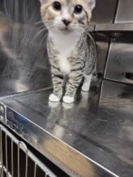 Shelter Stray Female Cat last seen OFALLON, 4850 Mid Rivers Mall Dr, St Peters, MO 63376, USA
