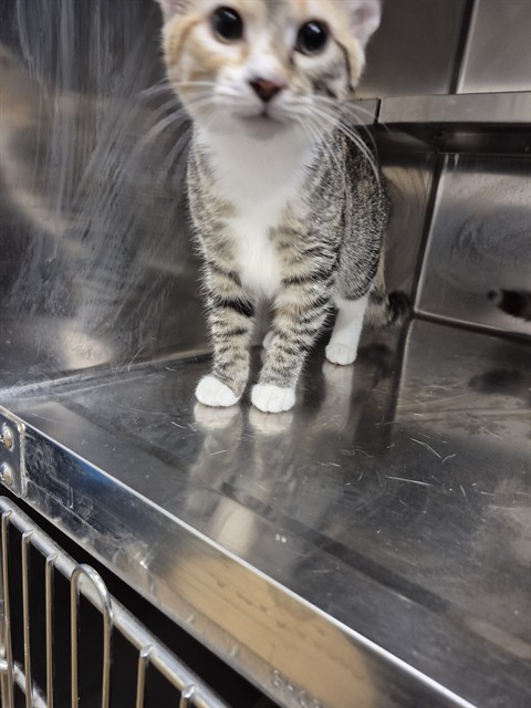 Shelter Stray Female Cat last seen OFALLON, 4850 Mid Rivers Mall Dr, St Peters, MO 63376, USA