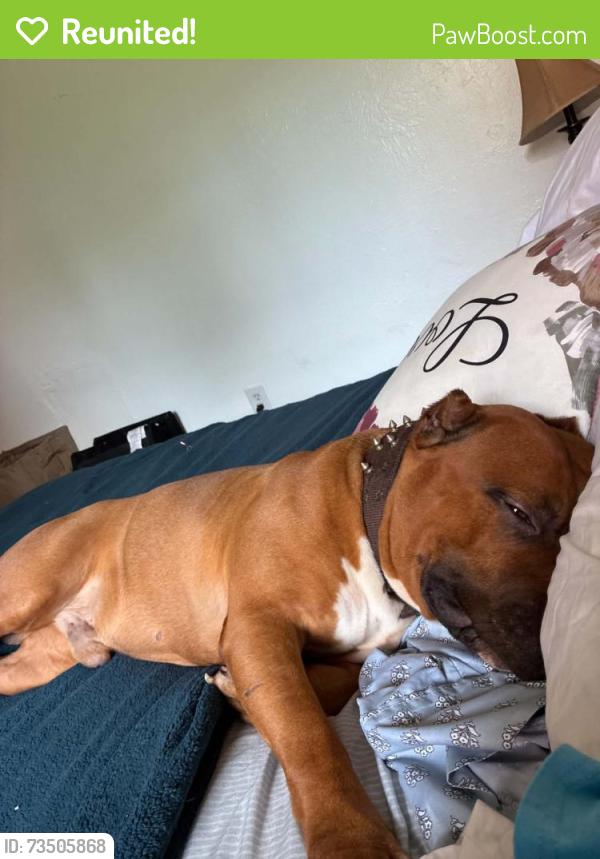 Reunited Male Dog last seen At my front door, Lehigh Acres, FL 33913