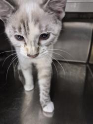 Shelter Stray Female Cat last seen OFALLON, 4850 Mid Rivers Mall Dr, St Peters, MO 63376, USA