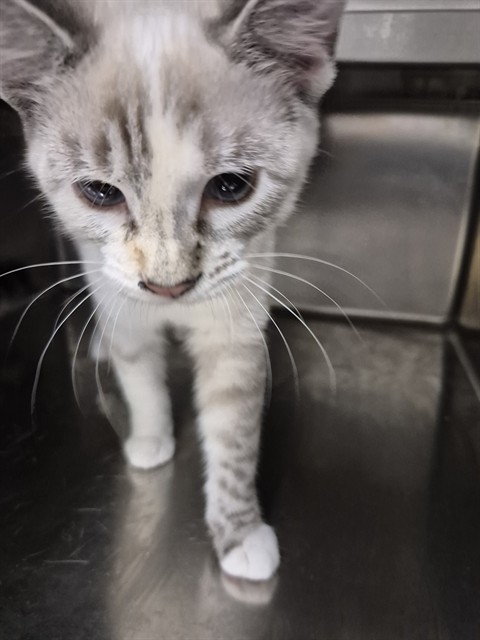 Shelter Stray Female Cat last seen OFALLON, 4850 Mid Rivers Mall Dr, St Peters, MO 63376, USA