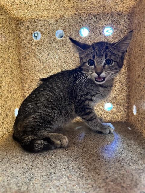 Shelter Stray Male Cat last seen Near BLOCK SOUTH 3RD ST, 3528 Newburg Rd, Louisville, KY 40218, USA