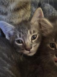 Shelter Stray Female Cat last seen Near BLOCK LOCUST WAY, 3528 Newburg Rd, Louisville, KY 40218, USA