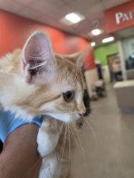 Shelter Stray Female Cat last seen Near BLOCK WEYFOR DR, 3528 Newburg Rd, Louisville, KY 40218, USA
