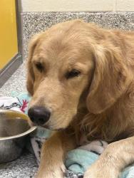 Shelter Stray Male Dog last seen , 4000 N Silverbell Rd, Tucson, AZ 85745, USA