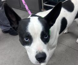 Shelter Stray Male Dog last seen , 4000 N Silverbell Rd, Tucson, AZ 85745, USA