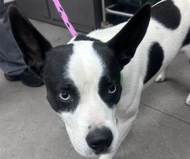 Shelter Stray Male Dog last seen , 4000 N Silverbell Rd, Tucson, AZ 85745, USA