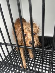 Shelter Stray Male Dog last seen VIKING DR & HOLIDAY LAKE DR, 19640 Dogpatch Ln, Land O' Lakes, FL 34638, USA