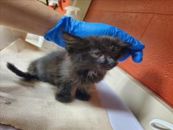 Shelter Stray Male Cat last seen Near BLOCK S PINECREST AVE, WICHITA KS 67210, 3303 N Hillside St, Wichita, KS 67219, USA